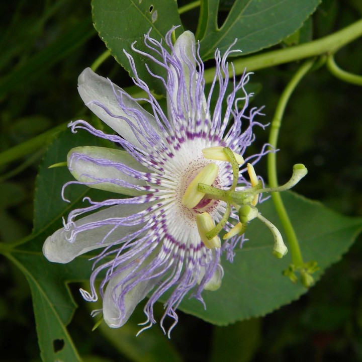 Blue Sweet Calabash Seeds (Passiflora morifolia) - 199.392278
