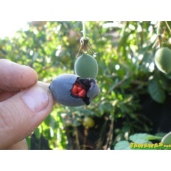 Sementes de Passiflora morifolia 1.7 - 9