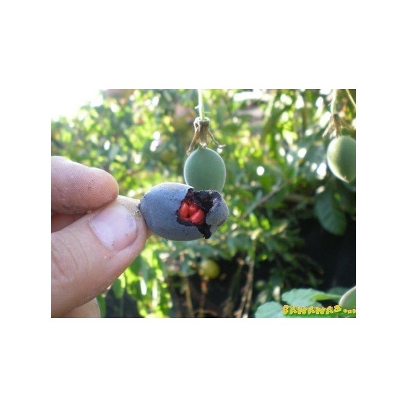 Price: €1.7 - Blue Sweet Calabash Seeds (Passiflora morifolia) - 