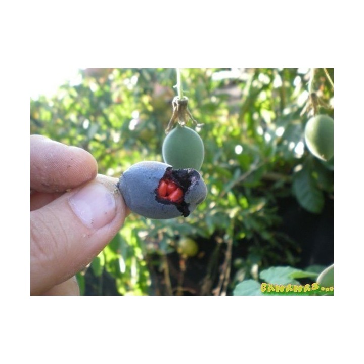 Blue Sweet Calabash Seeds (Passiflora morifolia) - 199.392278