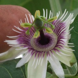 Sementes de Passiflora morifolia 1.7 - 10