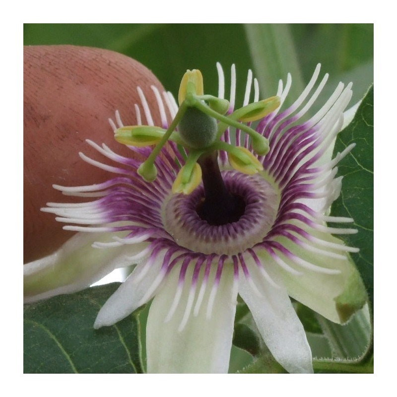 Price: €1.7 - Blue Sweet Calabash Seeds (Passiflora morifolia) - 