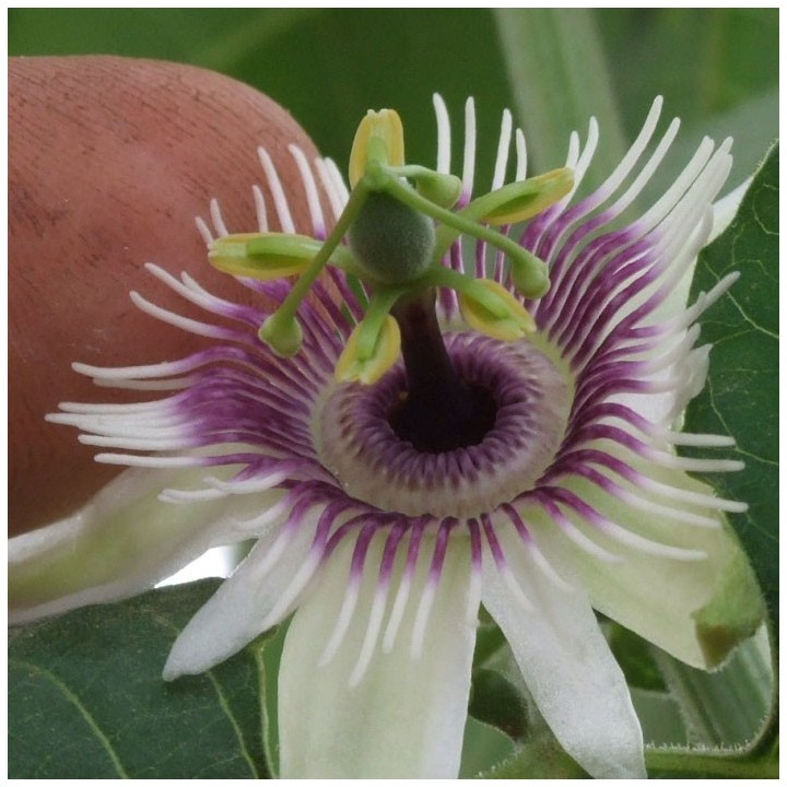 Blue Sweet Calabash Seeds (Passiflora morifolia) - 199.392278
