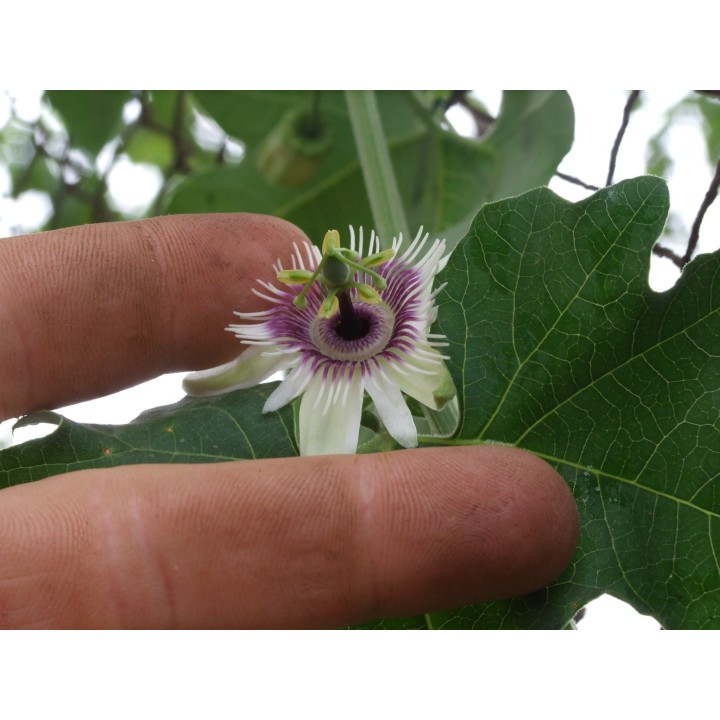 Blue Sweet Calabash Seeds (Passiflora morifolia) - 199.392278
