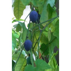 Sementes de Passiflora morifolia 1.7 - 12