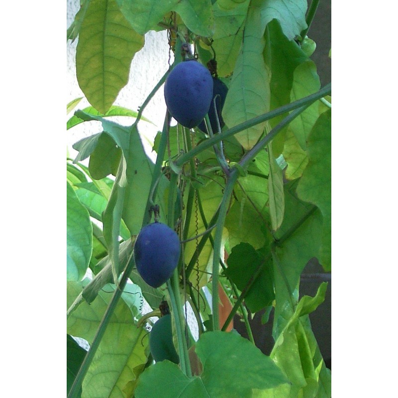 Price: €1.7 - Blue Sweet Calabash Seeds (Passiflora morifolia) - 