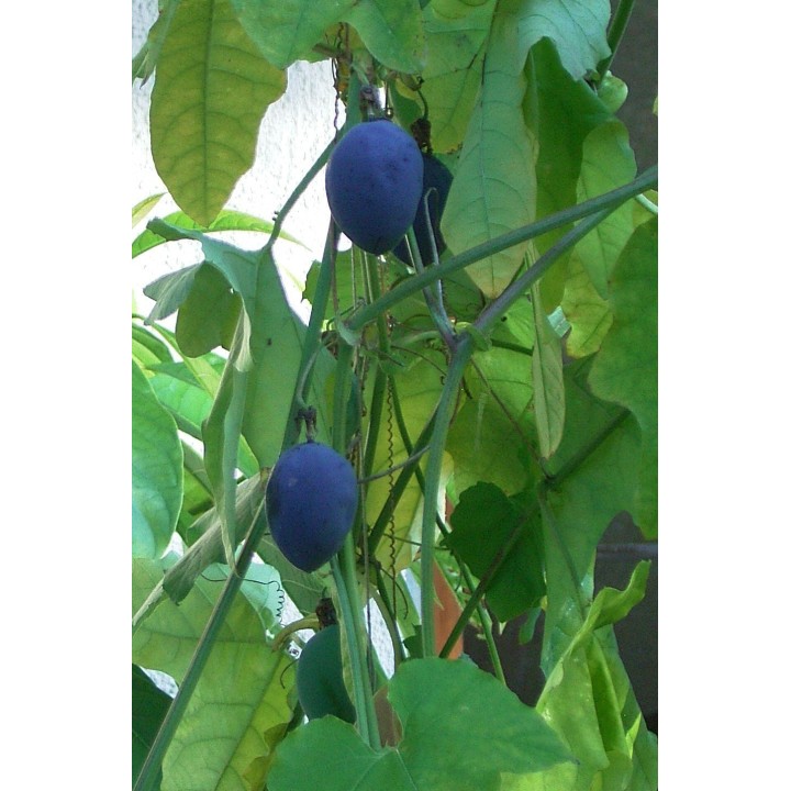 Blue Sweet Calabash Seeds (Passiflora morifolia) - 199.392278