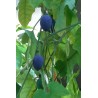 Price: €1.7 - Blue Sweet Calabash Seeds (Passiflora morifolia) - 
