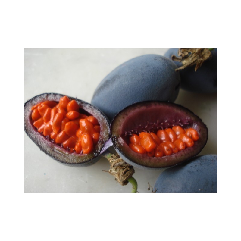 Price: €1.7 - Blue Sweet Calabash Seeds (Passiflora morifolia) - 