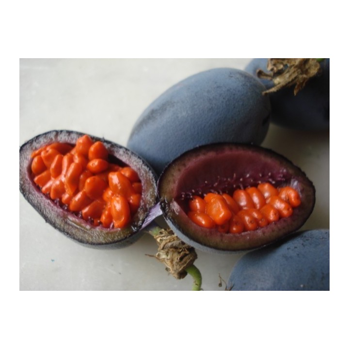 Blue Sweet Calabash Seeds (Passiflora morifolia) - 199.392278