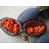 Price: €1.7 - Blue Sweet Calabash Seeds (Passiflora morifolia) - 
