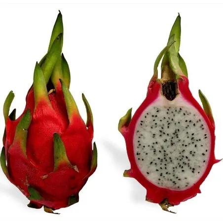 Σπόροι pitaya εξωτικό φρούτο του δράκου (Hylocereus undatus)