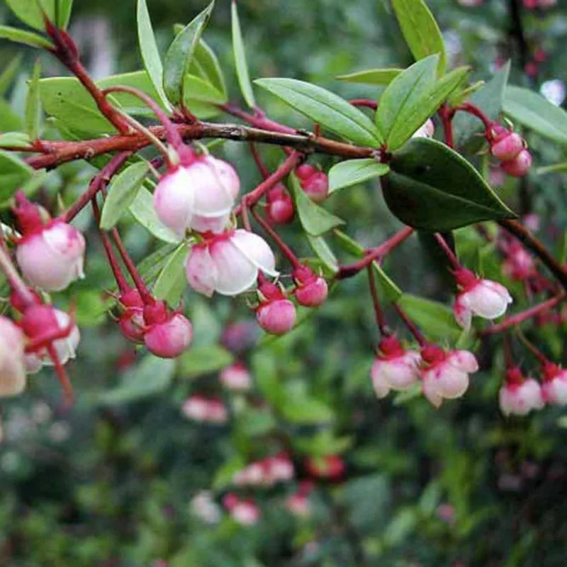 Chileense guave zaden (Ugni molinae)