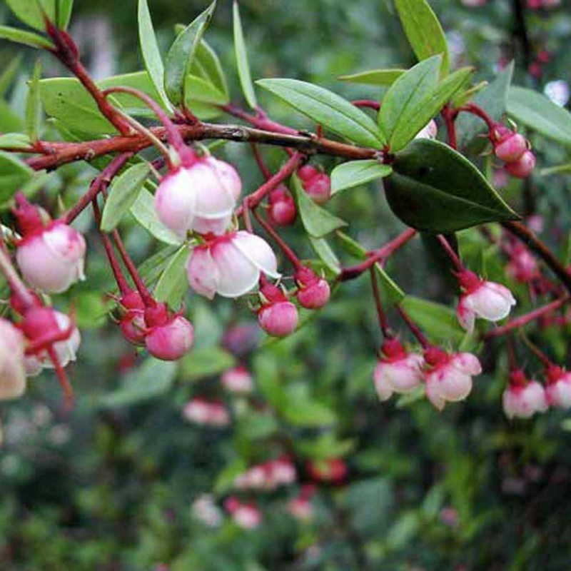 Price: €3.5 - Semi di Mirtillo Del Cile, Myrtus ugni, Eugenia ugni (Ugni molinae) - 