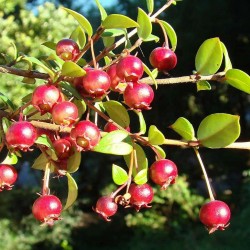 Chilensk Guava Frön Myrtus ugni (Ugni molinae) 2.8 - 2