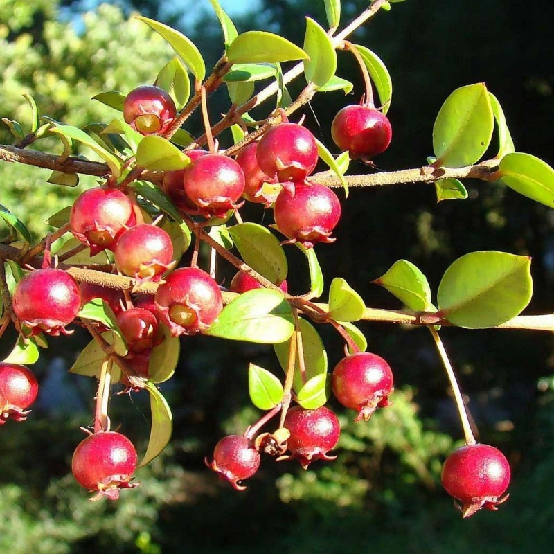 Price: €3.5 - Cile Guava - Ugniberry Seme (Ugni molinae) - 