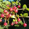 Price: €3.5 - Semi di Mirtillo Del Cile, Myrtus ugni, Eugenia ugni (Ugni molinae) - 