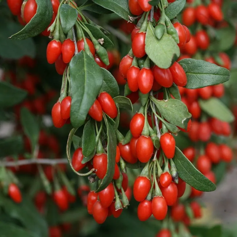 Goji zaden (Lycium chinense)
