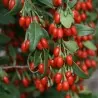 Goji zaden (Lycium chinense)