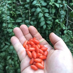 Goji Berry Seme (Lycium chinense) 1.55 - 3