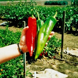 Graines de Piments