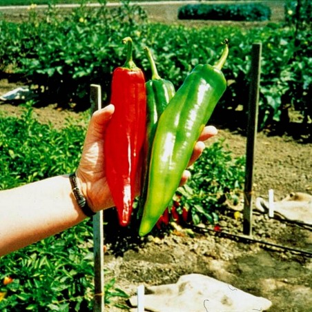 Price: €1.85 - Sementes de pimenta Big Jim Numex -