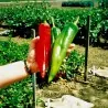 Σπόροι πιπεριά Numex Big Jim