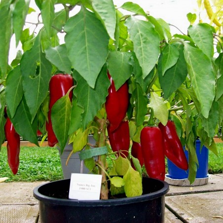 Price: €1.85 - Sementes de pimenta Big Jim Numex -