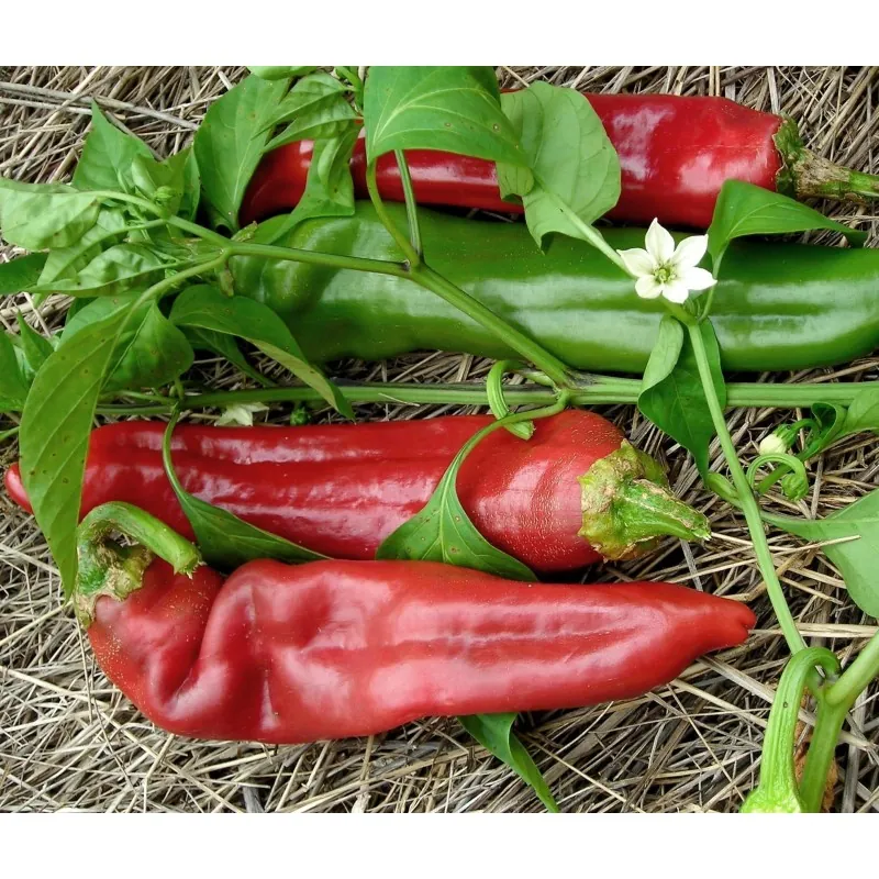 Sementes de pimenta Big Jim Numex