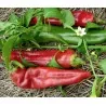 Sementes de pimenta Big Jim Numex