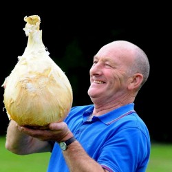 Medicinalväxter Fröer