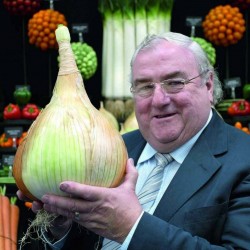 Price: €3 - Sementes de cebola gigante The Kelsae - 