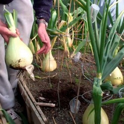 The Kelsae Giant Onion Seeds 2 - 4