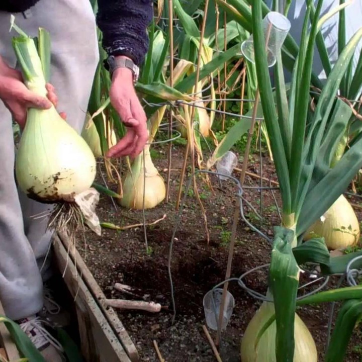 Nasiona cebuli The Kelsae Giant Onion - 351.868725