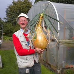 The Kelsae Giant Onion Seeds 2 - 5