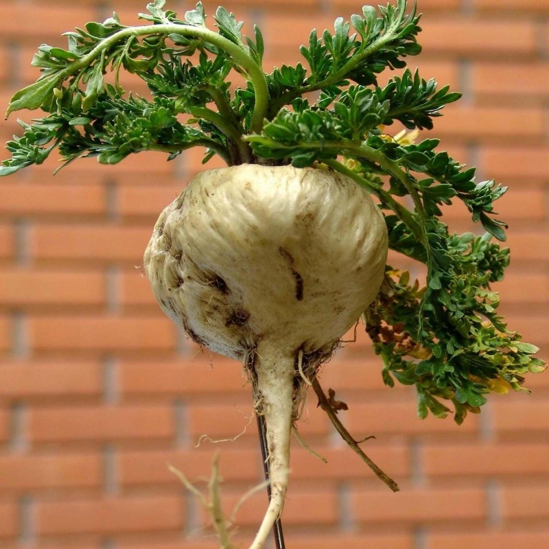 Maca Frön (Lepidium meyenii)