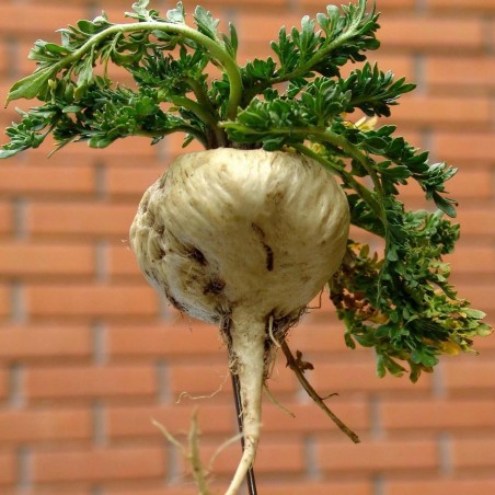 Maca Frön (Lepidium meyenii)
