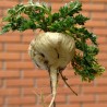 Price: €2.2 - Maca Seeds (Lepidium meyenii) - 