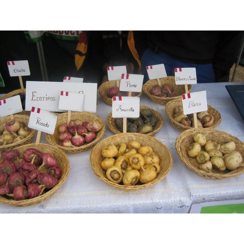 Maca Frön (Lepidium meyenii)
