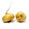 Price: €2.2 - Maca Seeds (Lepidium meyenii) - 
