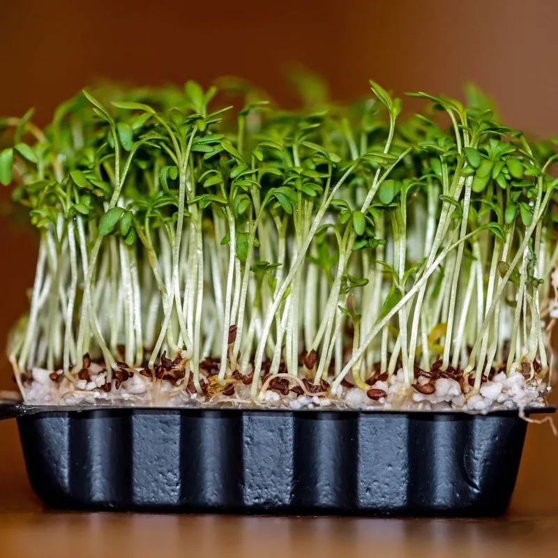 Krecava, Kres salata seme (Lepidium sativum)