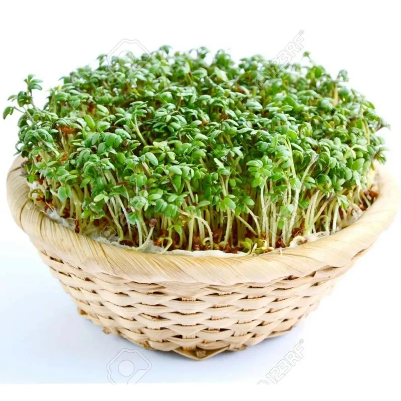 Semi di Crescione Comune (Lepidium sativum)