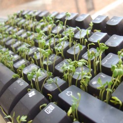 Price: €1.35 - Semi di Crescione Comune (Lepidium sativum) - 