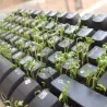 Krecava, Kres salata seme (Lepidium sativum)