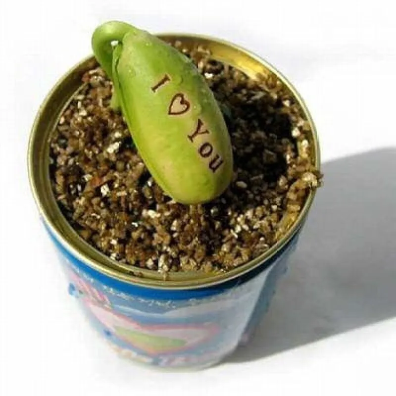 Semillas de Magic Message Beans