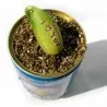 Semillas de Magic Message Beans