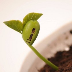 Magic Growing Message Beans Seeds 1.55 - 3
