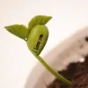 Semillas de Magic Message Beans