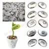 Semillas de Magic Message Beans