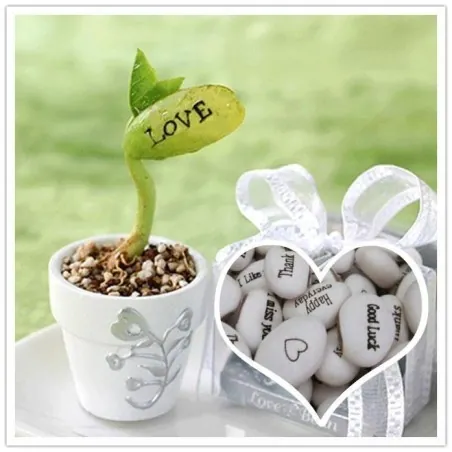 Semillas de Magic Message Beans